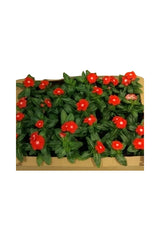 Immergrün (Vinca) – Catharanthus Roseus – Blühende Pflanze im Freien