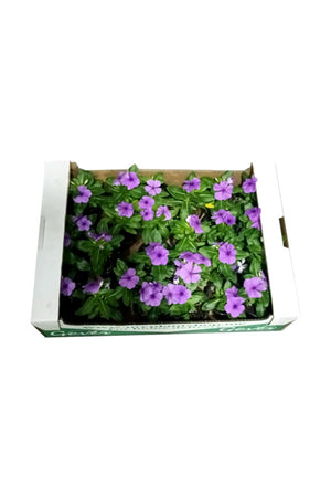 Periwinkle ( Vinca ) - Catharanthus Roseus - Plantsworld.ae