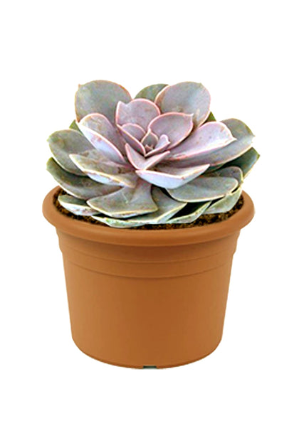 Violet Echeveria