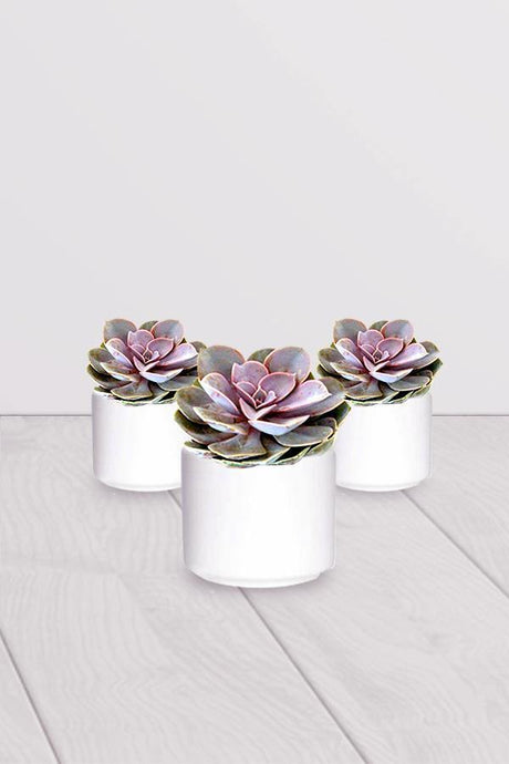Violet Echeveria-Cactus- Succulents_With White Ceramic Pot - Violet Echeveria-Cactus- Succulents_With White Ceramic Pot - Plantsworld.ae