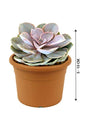 Violet Echeveria-Cactus & Succulents - Plantsworld.ae - {{ varient.name }}