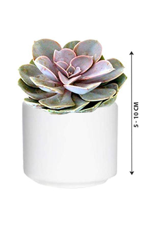 Violet Echeveria-Cactus & Succulents - Plantsworld.ae - {{ varient.name }}