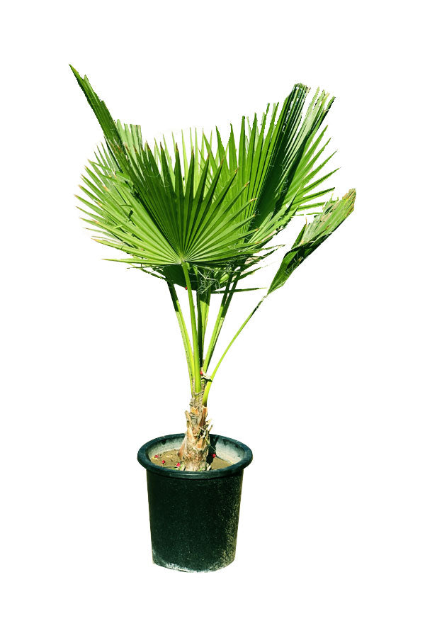 Washingtonia Robusta- Mexican Fan Palm-Outdoor Palm Plant
