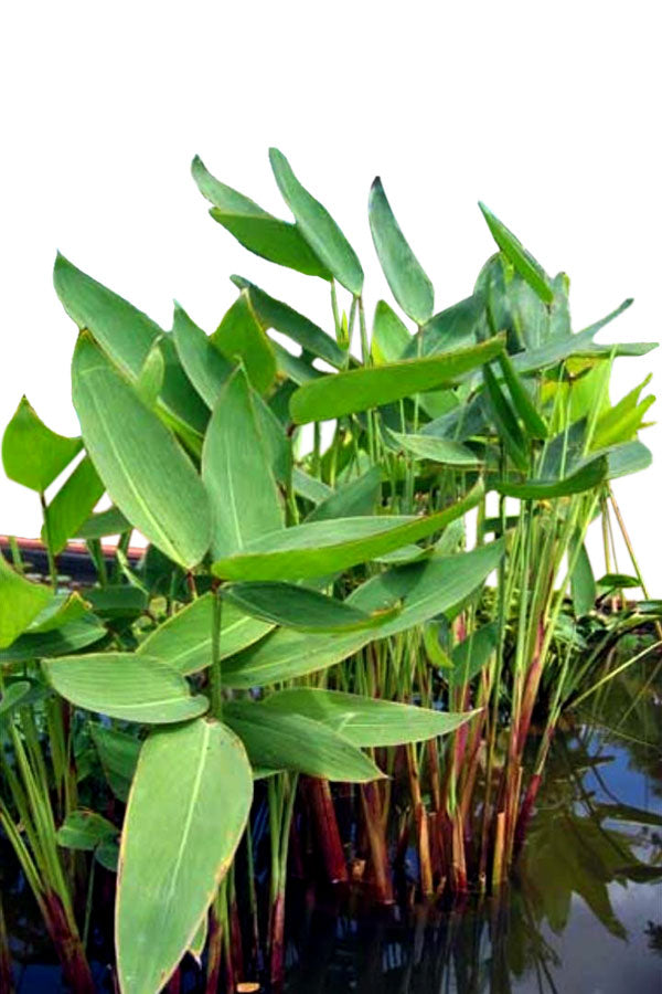 Wasserpflanze - Heliconia Psittacorum