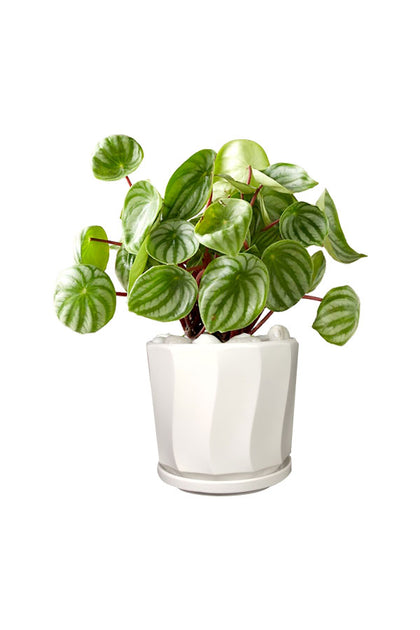 Water Melon Peperomia - Office Table Top Plant
