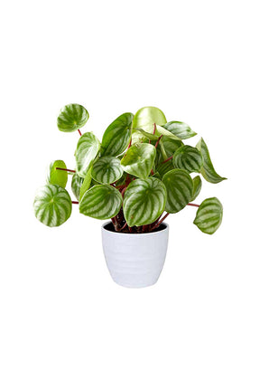 Watermelon Peperomia - Peperomia Argyreia Indoor Plant with Unique Watermelon-Like Leaves