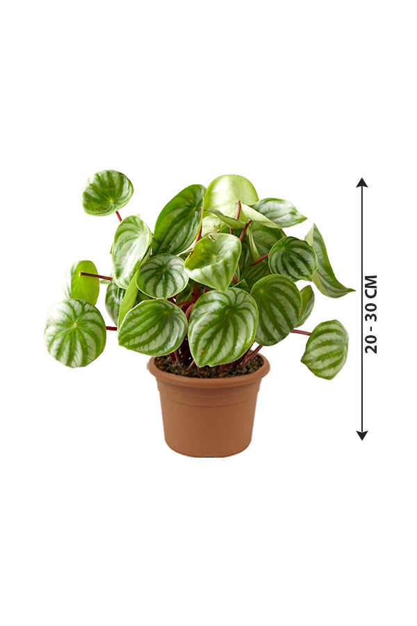 Watermelon Peperomia - Peperomia Argyreia