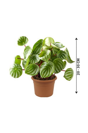 Watermelon Peperomia - Peperomia Argyreia - Plantsworld.ae