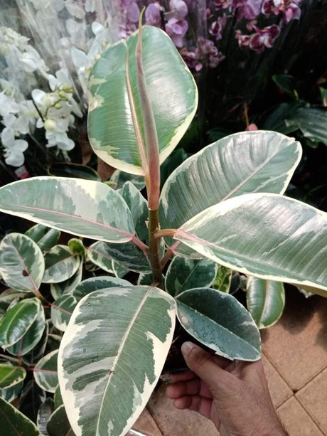 Rubber Plant - Variegated - Rubber Plant - Variegated - Plantsworld.ae