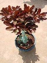 Desert Rose Chocolate - Rosy Adenium Obesum - Plantsworld.ae - {{ varient.name }}