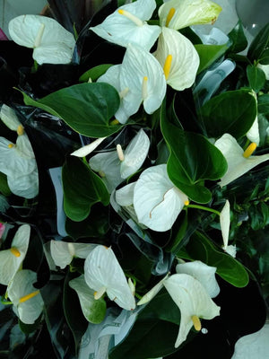 Anthurium -Indoor Flower Plant - Anthurium -Indoor Flower Plant - Plantsworld.ae