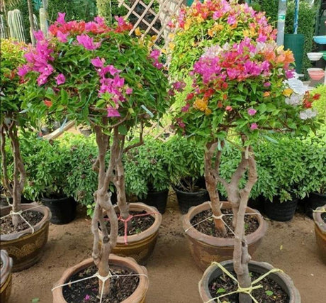 Great Bougainvillea-Bougainvillea Spectabilis - Plantsworld.ae - {{ varient.name }}