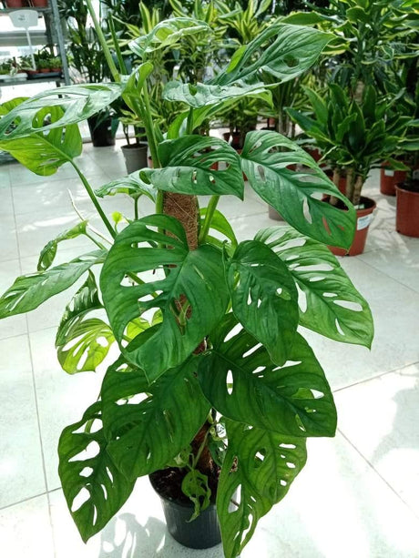 Monstera Obliqua-Swiss Cheese Vine - Plantsworld.ae - {{ varient.name }}