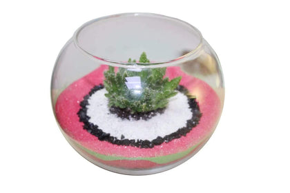 Terrarium Succulent Plants Kit with coloured stones in glass globes - Terrarium Succulent Plants Kit with coloured stones in glass globes - Plantsworld.ae