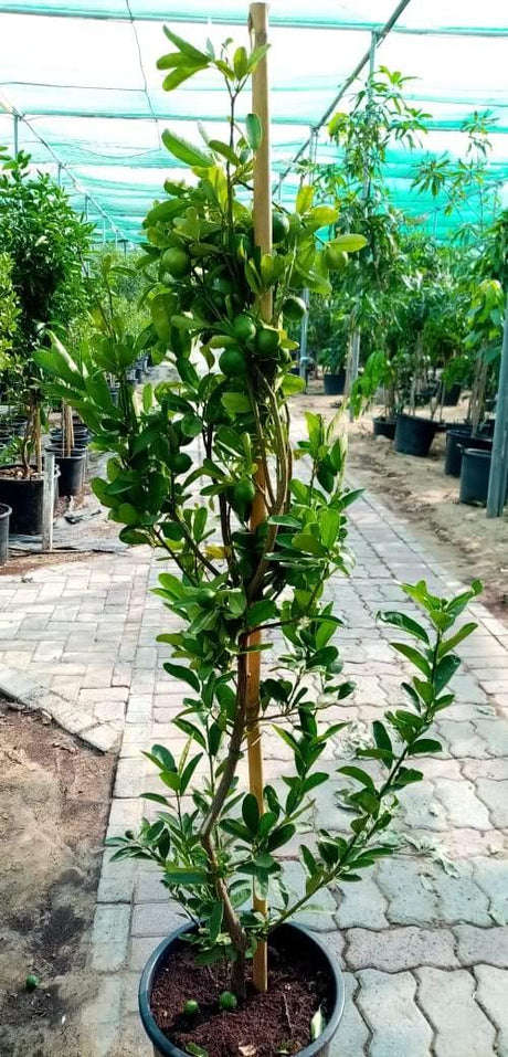 Lemon - Lemon Tree - Plantsworld.ae - {{ varient.name }}