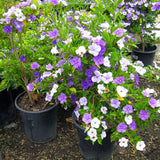 Yesterday Today-Tomorrow, Brunfelsia Grandiflora - Yesterday Today-Tomorrow, Brunfelsia Grandiflora - Plantsworld.ae