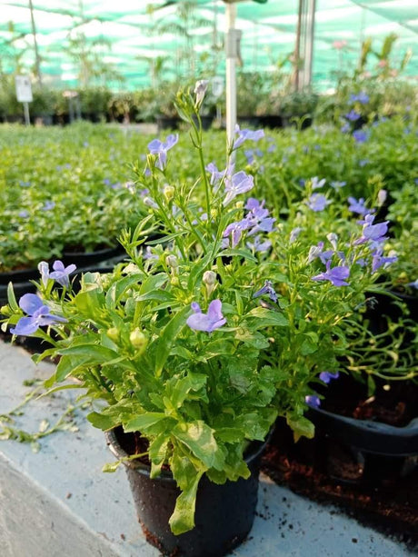 Lobelia Deep Blue - "LOBELIA" - Lobelia Deep Blue - "LOBELIA" - Plantsworld.ae