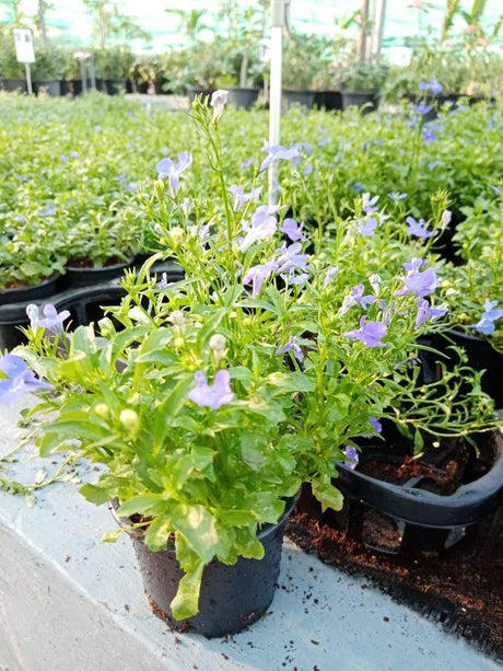 Lobelia Deep Blue - "LOBELIA" - Lobelia Deep Blue - "LOBELIA" - Plantsworld.ae