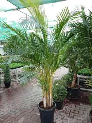Areca Outdoor - Areca Outdoor - Plantsworld.ae