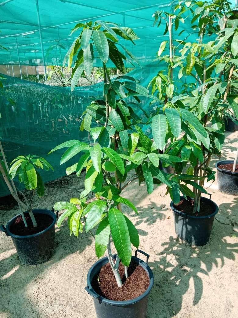 Mango Pakistan - Mango Pakistan - Plantsworld.ae
