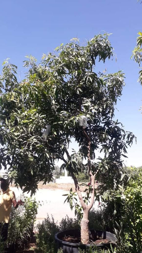 Mango Pakistan - Mango Pakistan - Plantsworld.ae