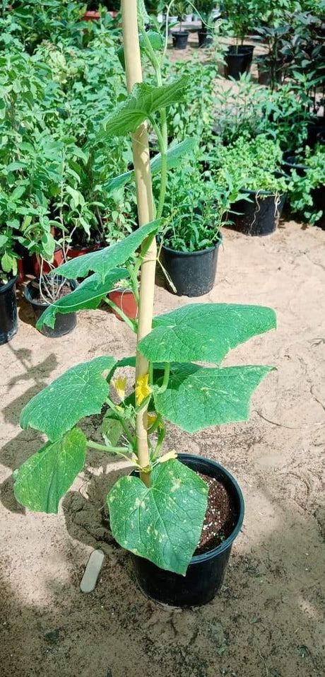 Cucumber-Cucumis Sativus - Plantsworld.ae - {{ varient.name }}