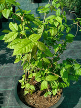Rangoon Creeper (Quisqaalis Indica) - Rangoon Creeper (Quisqaalis Indica) - Plantsworld.ae