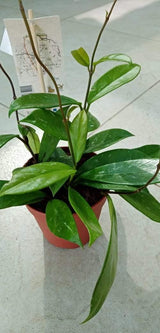 Hoya Carnosa - Wax Plant - Plantsworld.ae - {{ varient.name }}