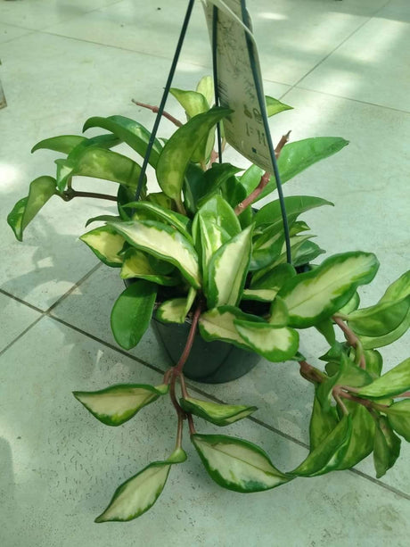 Hoya Variegated - Wax Plant - Plantsworld.ae - {{ varient.name }}