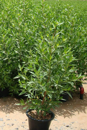 Damas - Conocarpus - Damas - Conocarpus - Plantsworld.ae