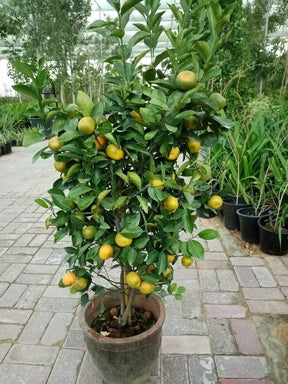 Orange Tree Citrus Sinensis - Outdoor Fruit Plant for Sale at PlantsWorld.ae