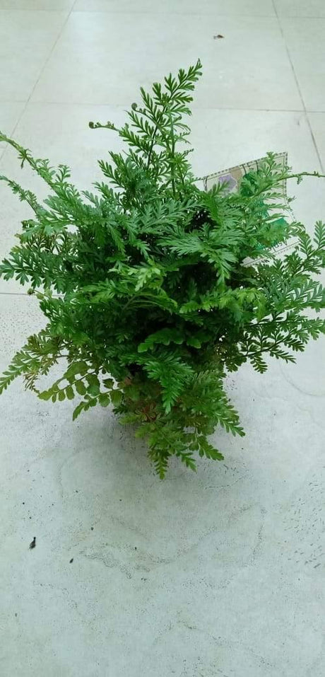 Asplenium Parvati - Asplenium Parvati - Plantsworld.ae