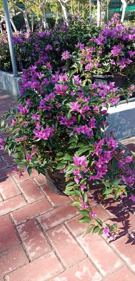 Bouganvillea Alexander - Bouganvillea Alexander - Plantsworld.ae