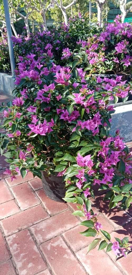 Bouganvillea Alexander - Bouganvillea Alexander - Plantsworld.ae