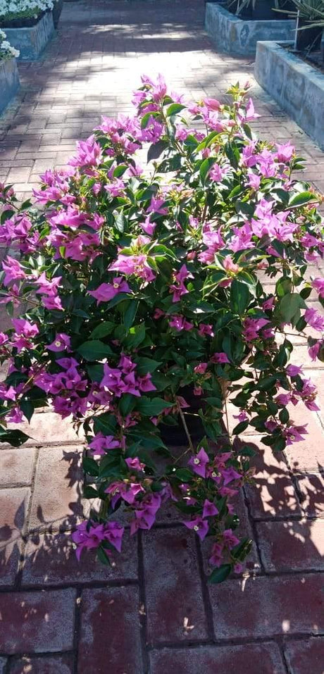 Bouganvillea Alexander - Bouganvillea Alexander - Plantsworld.ae