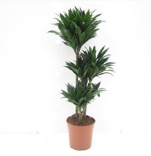 Dracena Fragrans Compacta - Dracaena Deremensis - Dracena Fragrans Compacta - Dracaena Deremensis - Plantsworld.ae