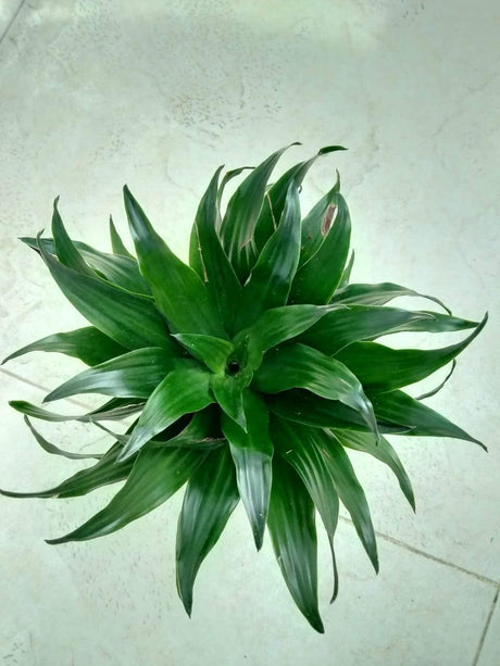 Dracaena Compacta Single Head - Dracaena Compacta Single Head - Plantsworld.ae