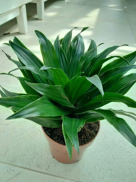 Dracaena Compacta Single Head - Dracaena Compacta Single Head - Plantsworld.ae