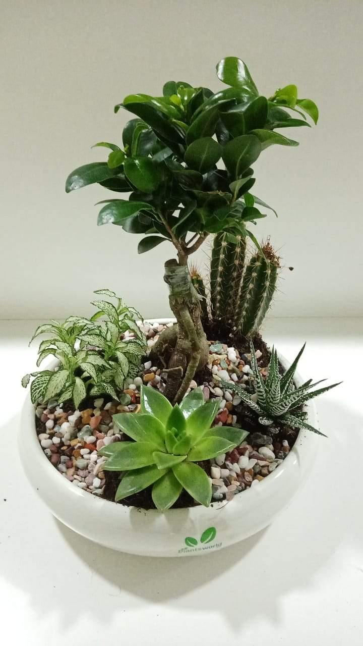Creative Decorative Plant Set - Creative Decorative Plant Set - Plantsworld.ae