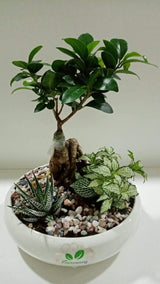 Creative Decorative Plant Set - Creative Decorative Plant Set - Plantsworld.ae