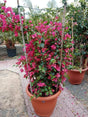 Bougainvillea Bushy - Bougainvillea Bushy - Plantsworld.ae