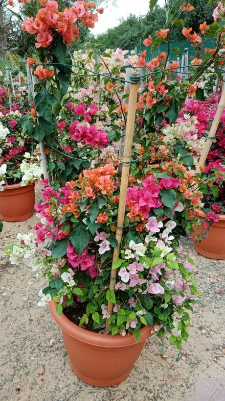 Bougainvillea Bushy - Bougainvillea Bushy - Plantsworld.ae