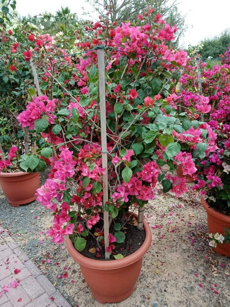 Bougainvillea Bushy - Bougainvillea Bushy - Plantsworld.ae