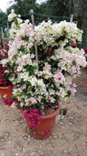 Bougainvillea Bushy - Bougainvillea Bushy - Plantsworld.ae