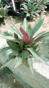 Rhoeo - Tradescantia Spathacea " Moses-in-the-Cradle " - Rhoeo - Tradescantia Spathacea " Moses-in-the-Cradle " - Plantsworld.ae