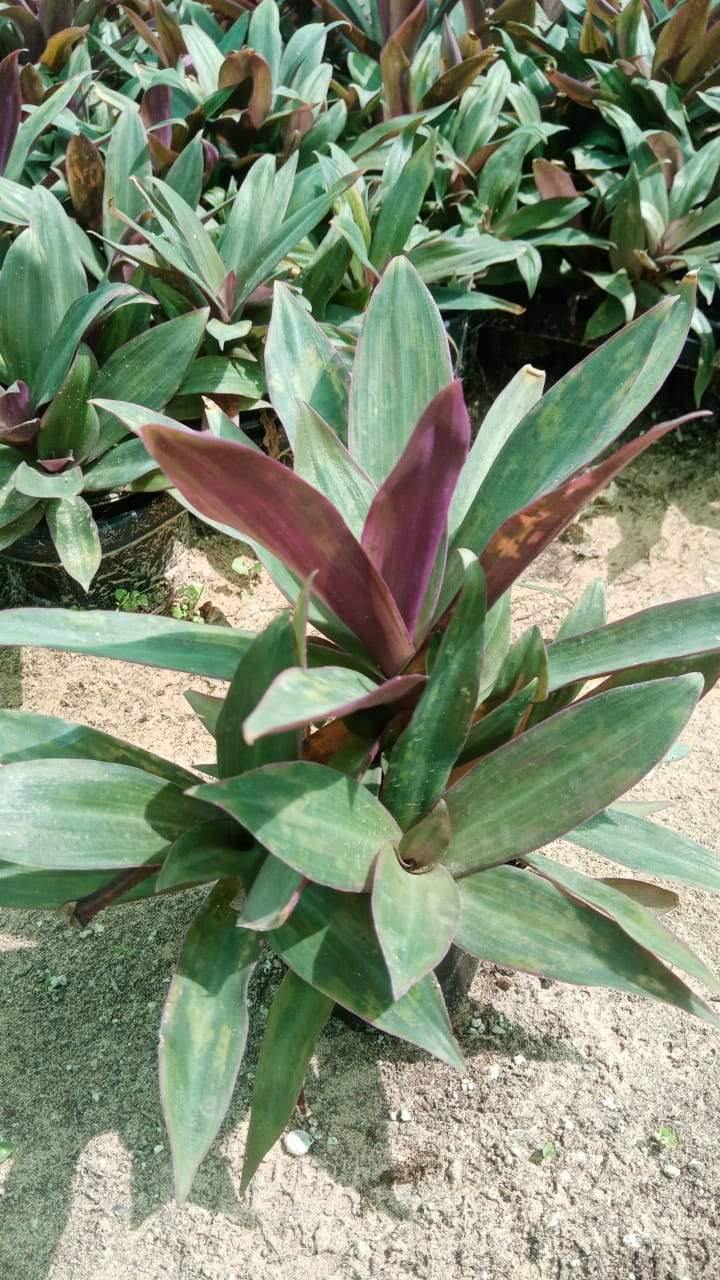Rhoeo - Tradescantia Spathacea " Moses-in-the-Cradle " - Rhoeo - Tradescantia Spathacea " Moses-in-the-Cradle " - Plantsworld.ae