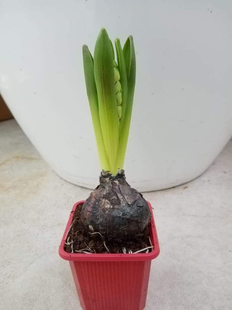 Hyacinth - Hyacinthus Bulb - Oxalis Tetraphylla - Hyacinth - Hyacinthus Bulb - Oxalis Tetraphylla - Plantsworld.ae