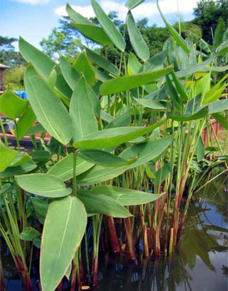 Heliconia Psittacorum - Water Plant - "Parrot's Beak " - Heliconia Psittacorum - Water Plant - "Parrot's Beak " - Plantsworld.ae