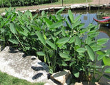 Heliconia Psittacorum - Water Plant - "Parrot's Beak " - Heliconia Psittacorum - Water Plant - "Parrot's Beak " - Plantsworld.ae