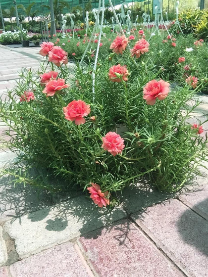Portulaca Hanging - Portulaca Hanging - Plantsworld.ae